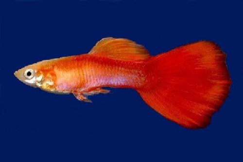 picture of Gold Rosa Guppy Male Med                                                                             Poecilia reticulata