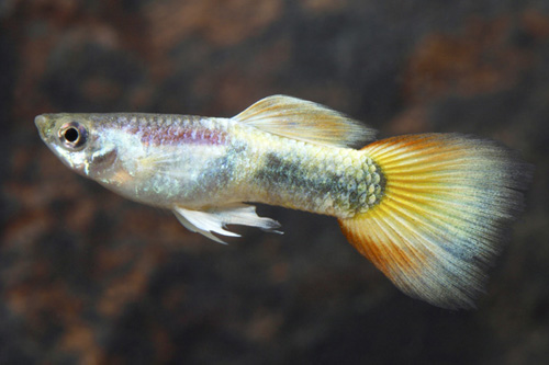 picture of Platinum Goldtail Male Med                                                                           Poecilia reticulata