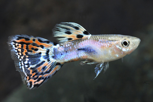 picture of Purple Dragon Delta Guppy Male Med                                                                   Poecilia reticulata