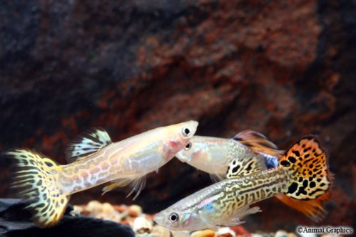 picture of Assorted Cobra Delta Guppy Male Med                                                                  Poecilia reticulata