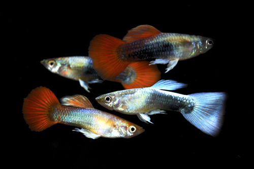 picture of Assorted Premium Guppy Male Med                                                                      Poecilia reticulata