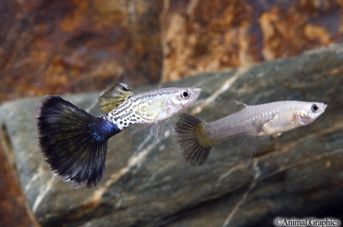 picture of Blue Cobra Delta Guppy Pair Med                                                                      Poecilia reticulata