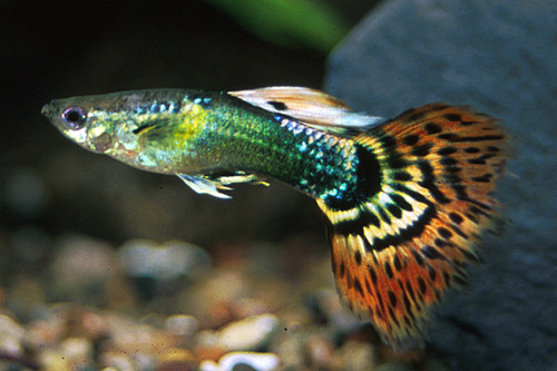 picture of Jade Head Delta Guppy Pair Med                                                                       Poecilia reticulata