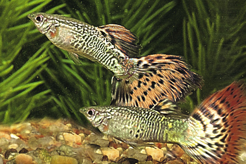 picture of Red Cobra Delta Guppy Pair Med                                                                       Poecilia reticulata