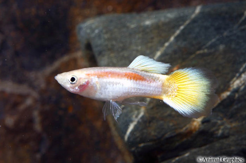 picture of Lazerbeam Guppy Male Med                                                                             Poecilia reticulata