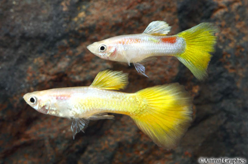 picture of Yellow Micariffe Guppy Male Med                                                                      Poecilia reticulata