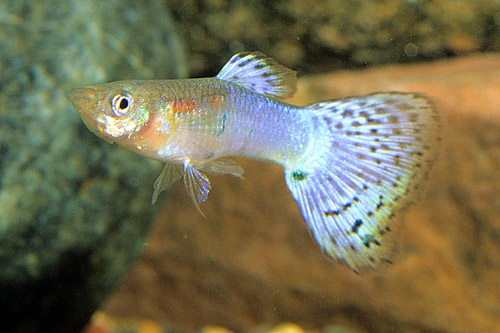 picture of Violet Multicolor Delta Guppy Pair Med                                                               Poecilia reticulata