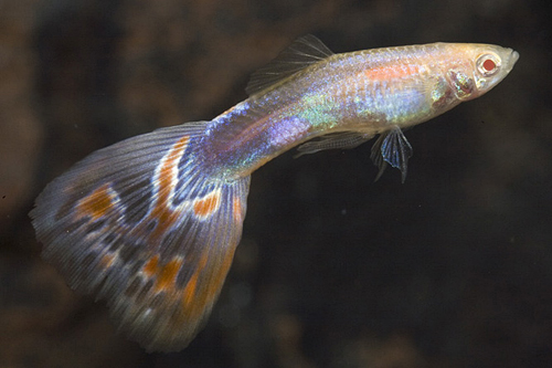 picture of White Multicolor Delta Guppy Pair Med                                                                Poecilia reticulata