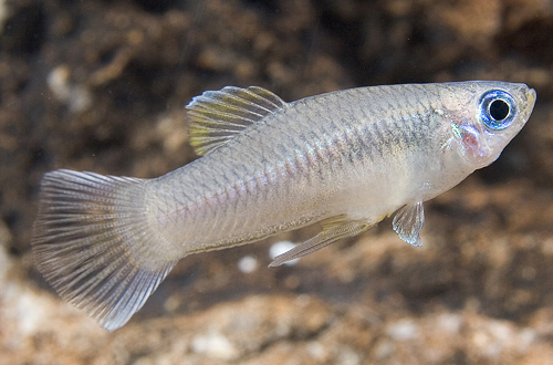 picture of Blue Eye Livebearer Reg                                                                              Priapella intermedia