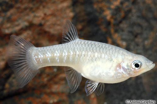 picture of Girardinus Metallicus Livebearer Reg                                                                 Girardinus metallicus