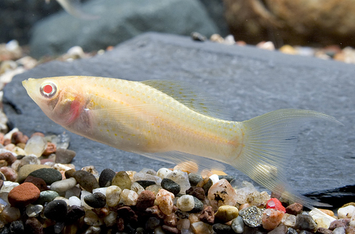 picture of Albino Lyretail Molly Med                                                                            Poecilia latipinna