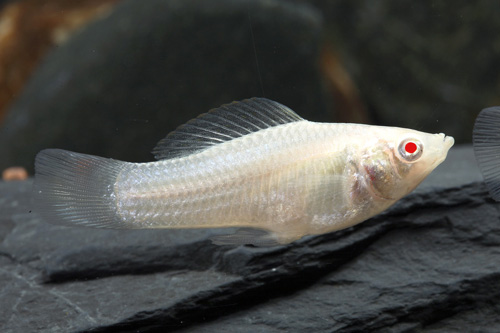 picture of Albino Molly Med                                                                                     Poecilia latipinna