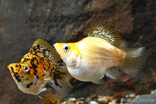 picture of Assorted Sailfin Balloon Molly Reg                                                                   Poecilia velifera