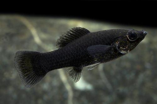 picture of Black Molly Lrg                                                                                      Poecilia latipinna