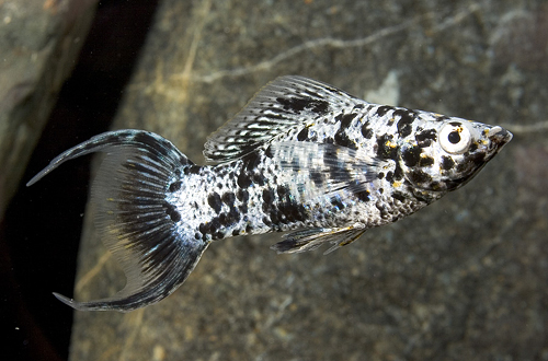 picture of Dalmatian Lyretail Molly Reg                                                                         Poecilia latipinna