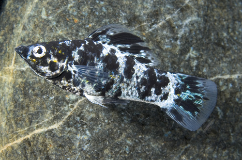 picture of Dalmatian Molly Reg                                                                                  Poecilia latipinna