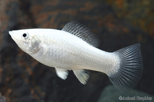 picture of Silver Molly Med                                                                                     Poecilia sphenops