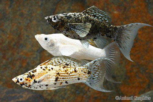 picture of Assorted Ribbon Lyretail Molly Reg                                                                   Poecilia latipinna