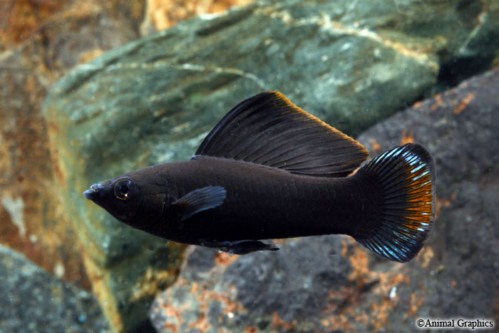 picture of Black Sailfin Molly Male Lrg                                                                         Poecilia velifera