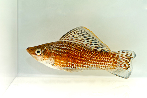 picture of Red Sailfin Molly Med                                                                                Poecilia velifera