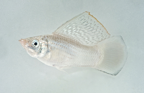 picture of Silver Sailfin Molly Reg                                                                             Poecilia velifera