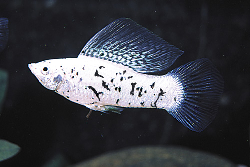 picture of Marble Sailfin Molly Med                                                                             Poecilia velifera