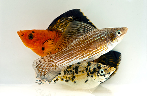 picture of Assorted Sailfin Molly Med                                                                           Poecilia velifera