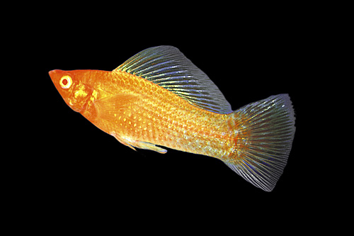 picture of Gold Molly Reg                                                                                       Poecilia velifera