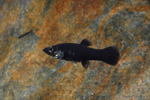 picture of Yucatan Molly Reg                                                                                    Poecilia sphenops