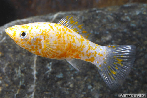 picture of Red Dalmatian Sailfin Molly Med                                                                      Poecilia velifera