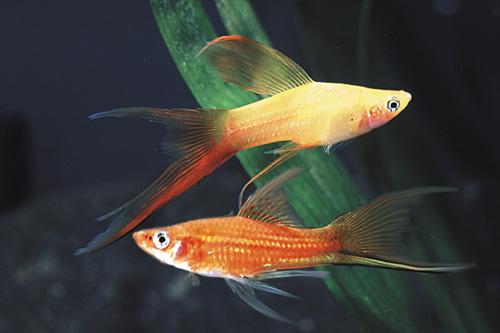 picture of Assorted Lyretail Swordtail Sml                                                                      Xiphophorus helleri