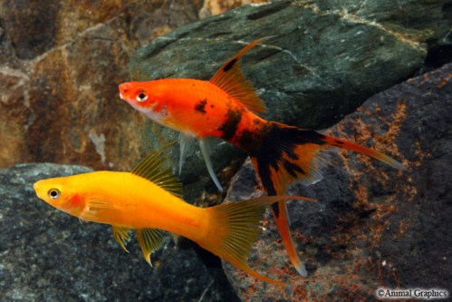 picture of Assorted Lyretail Swordtail Shw                                                                      Xiphophorus helleri