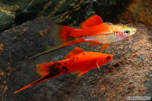 picture of Assorted Male Swordtail Sml                                                                          Xiphophorus helleri