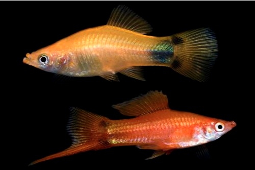 picture of Assorted Crescent Swordtail Reg                                                                      Xiphophorus helleri