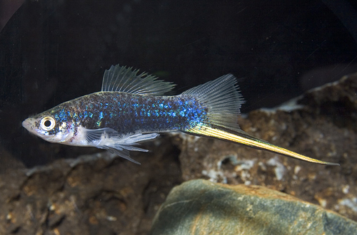 picture of Black Swordtail Sml                                                                                  Xiphophorus helleri
