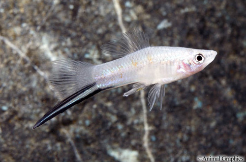 picture of Blue Fire Swordtail Reg                                                                              Xiphophorus helleri