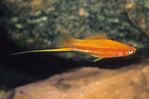 picture of Brick Swordtail Reg                                                                                  Xiphophorus helleri