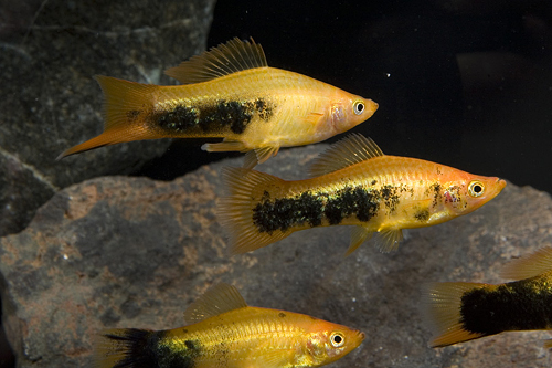 picture of Gold Tuxedo Swordtail Reg                                                                            Xiphophorus helleri