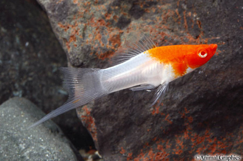 picture of Koi Santa Claus Swordtail Lrg                                                                        Xiphophorus helleri