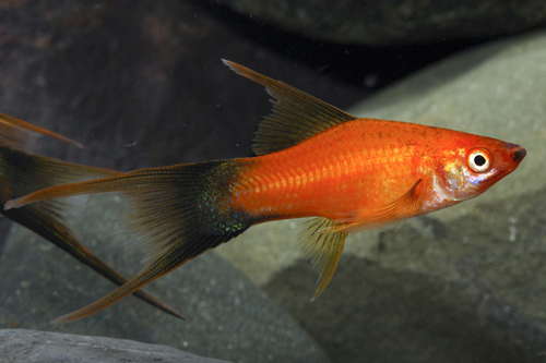 picture of Velvet Wag Lyretail Swordtail Reg                                                                    Xiphophorus helleri