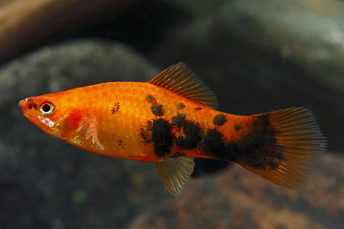 picture of Marigold Painted Swordtail Reg                                                                       Xiphophorus helleri