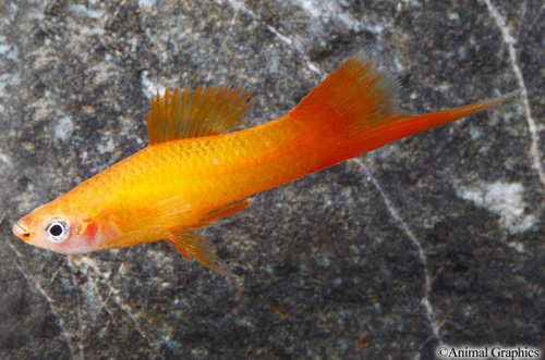 picture of Marigold Swordtail Sml                                                                               Xiphophorus helleri