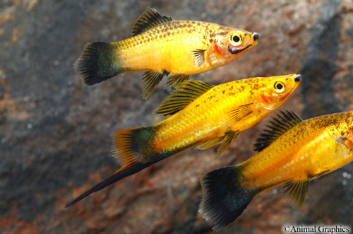 picture of Marigold Wag Swordtail Sml                                                                           Xiphophorus helleri