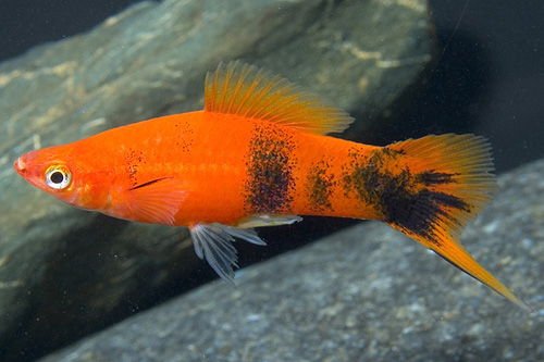 picture of Painted Swordtail Reg                                                                                Xiphophorus helleri