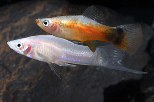 picture of Peppermint Swordtail Reg                                                                             Xiphophorus helleri