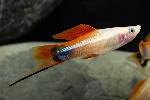 picture of Pineapple Candy Crescent Swordtail Reg                                                               Xiphophorus helleri