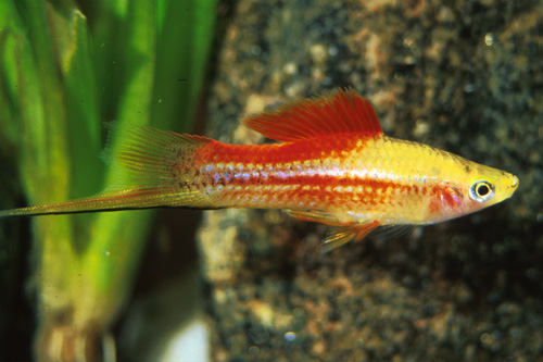 picture of Pineapple Candy Swordtail Lrg                                                                        Xiphophorus helleri