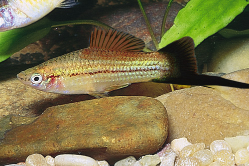 picture of Pineapple Candy Wag Swordtail Reg                                                                    Xiphophorus helleri