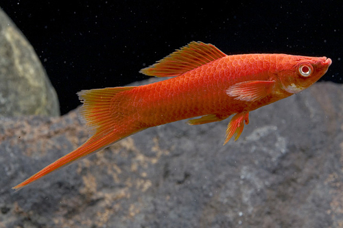 picture of Velvet Red Eye Swordtail Lrg                                                                         Xiphophorus helleri