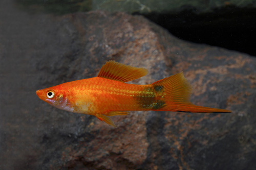 picture of Red Crescent Swordtail Reg                                                                           Xiphophorus helleri